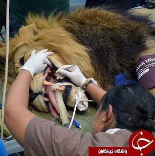 عصب کشی دندان سلطان جنگل+عکس