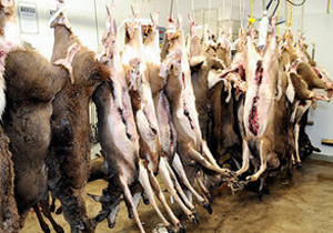گوشت گوزن و گاو روسی در اصفهان توزیع نمی‌شود
