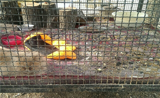 اینجا شکنجه&zwnj;گاه حیوانات است! + تصاویر