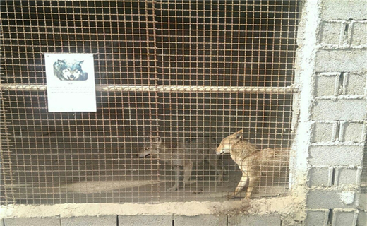 اینجا شکنجه&zwnj;گاه حیوانات است! + تصاویر