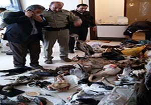 کشف یک کارگاه تاکسیدرمی غیر مجاز در مشهد