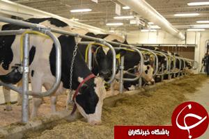 وجود بیش از 14 هزار راس گاو در خوزستان