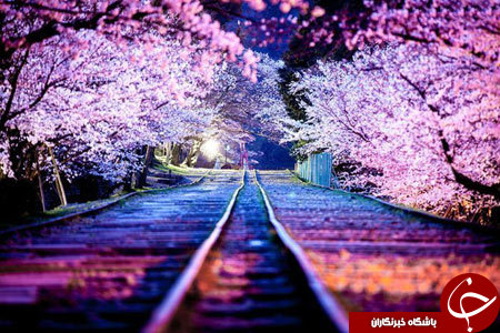 شکوفه های امپریال ژاپن+ 13 عکس