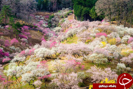 شکوفه های امپریال ژاپن+ 13 عکس
