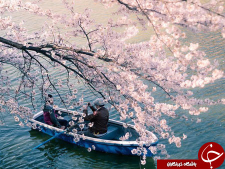 شکوفه های امپریال ژاپن+ 13 عکس
