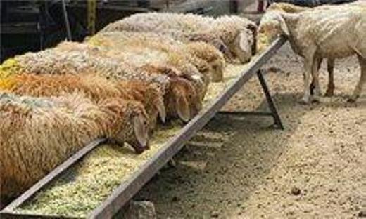 تلف شدن صد و هشتاد رأس گوسفند بر اثر ابتلا به تب برفکی