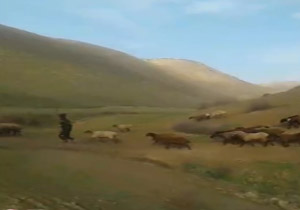 محیط زیستی که آرام آرام از بین می رود!+ فیلم