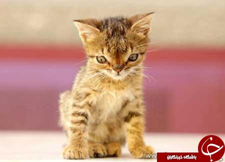 اولین گربه مبتالا به سندروم داون + تصاویر