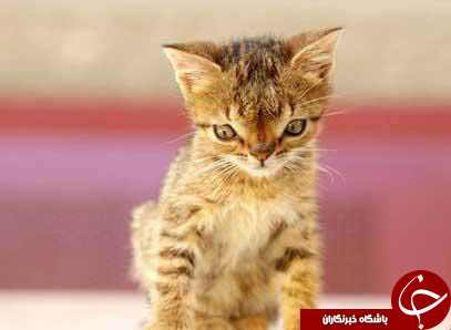 گربه ای که مونگل بود+تصاویر