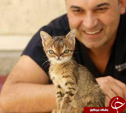 گربه ای که مونگل بود+تصاویر