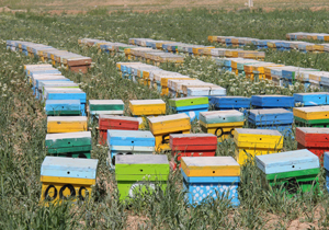 چهارمحال و بختیاری دارای بیش از 131 هزار کلنی زنبور عسل