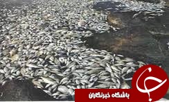 دام های غیرمجاز صید ماهی در دام قانون