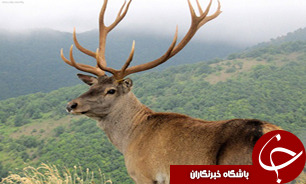 افزایش تعداد مرال در اردبیل