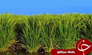 امسال 42 هزار هکتار شالی در گلستان کشت می شود