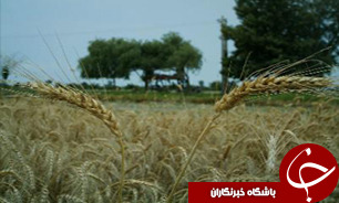 طرح الگوی کشت نخستن بار در شهرضا اجرا شد