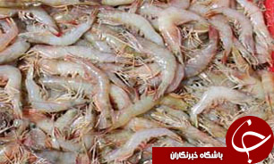امسال 30 هزار تن میگو تولید می‌شود