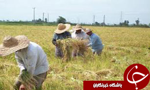 170 هزار هکتار زمین حاصلخیز استان تهران در انتظار تامین آب