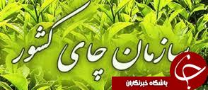 آغاز برداشت چای در گیلان و مازندران