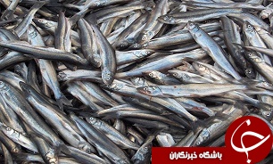 جوانان جویای کار خوزستانی چشم انتظار طرح های اشتغال شیلات