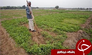 کم آبی در استان خوزستان مانع از کشت تابستانه شد