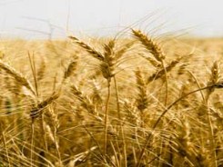 خرید تضمینی بیش ازهفت هزار تن گندم از کشاورزان هرمزگانی