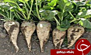 کشت بهاره چغندر قند در قزوین
