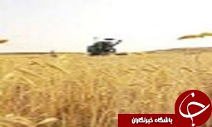 خرید نزدیک به ۲۳ هزار تن گندم، ذرت و کلزا در قزوین