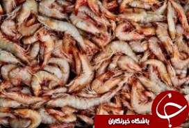 قاچاقچیان میگو دستگیر شدند