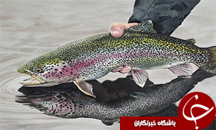 توليد ماهی در تربت حيدريه 60 تن افزايش يافت