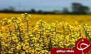آغاز برداشت کلزا از شهرستان دزفول