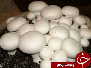 تولید بیش از 4300 تن قارچ در خوزستان