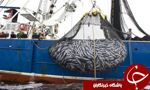 صید صنعتی در آب‌های عمان آغاز می‌شود