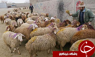 عملیات ترکیب ژنتیکی گوسفندان به روش لاپراس کپی