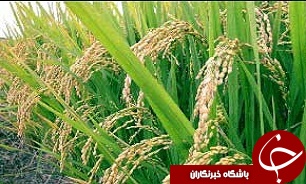 آغاز کشت برنج‌های تراریخته در کشور