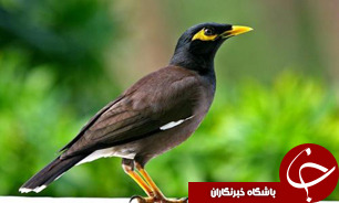 کشف 125 قطعه پرنده تزئینی قاچاق در شهرستان قائن