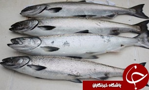 قیمت انواع ماهی در فروشگاه&zwnj;های زنجیره&zwnj;ای