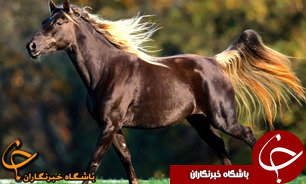 برگزاری دهمین جشنواره ملی زیبایی اسب اصیل ترکمن در گلستان