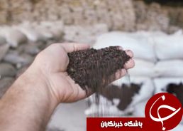 تولید هزارتن چای خشک درکارخانه های شمال کشور