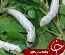 رشد نوغانداری در گیلان