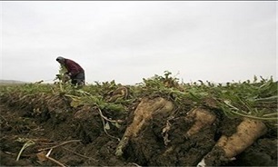 4 درصد تولیدات کشاورزی کشور در استان اردبیل تولید می‌شود