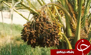 تدوین برنامه پنج ساله برای مقابله با آفات خرما
