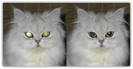 pet eye //در حال کار