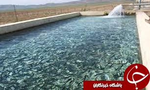 دلالان در کمین ماهی پرورشی/ شیلات تنها به نظارت بسنده می‌کند