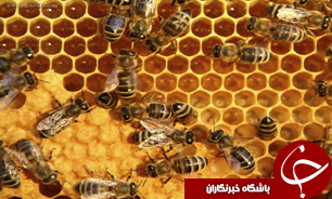 تشویق زنبورداران به تولید عسل ارگانیک در البرز