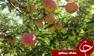 تبدیل بیش از هزار هکتار از زمین‌های مستعد همدان به باغ