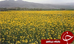 انتخاب کنگاور به عنوان پايلوت کشت کلزا