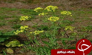 افزايش  اعتبارات ابياري نوين در کشور