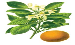 رمز و راز جلوگیری از ریزش گل مرکبات