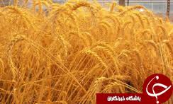 پیش بینی خرید 150هزارتن گندم در خراسان شمالی