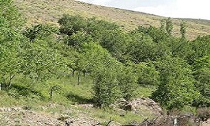 تغییر کاربری در باغات لواسانات به ندرت به چشم می‌خورد
